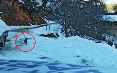 GÖRENLERİN İÇİNİ ISITACAK! YOLUNU KAYBEDEN EKİBİ KÖYE KÖPEK ULAŞTIRDI