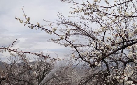 Malatya'da Kayısı Üreticileri Alarmda