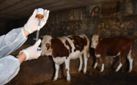 KASTAMONU'DA 'ŞAP' ALARMI: 41 KÖY KARANTİNAYA ALINDI