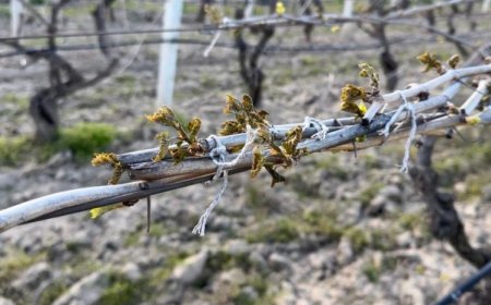 ÜZÜM BAĞLARINI DON VURDU: 'ÇİFTÇİ GIRTLAĞA KADAR BORÇ İÇİNDE'