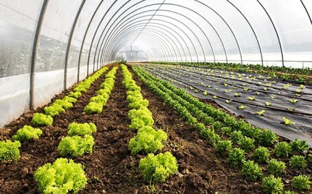 DEPREMDEN SONRA TARIMDA 5,1 MİLYAR DOLAR KAYBOLDU