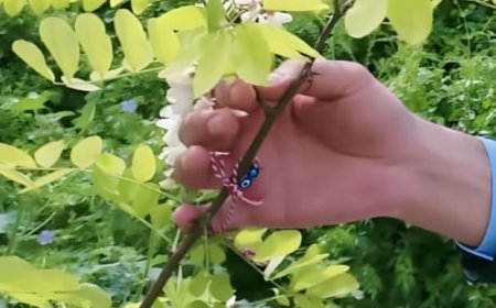 ÖZGÜR DOĞAN LEYLEĞİ HAVADA GÖRDÜ, MARTENİÇKASINI AĞACA ASTI