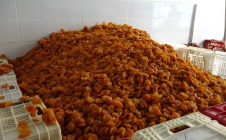 MALATYA’DA KURU KAYISI İHRACATI DEPREME RAĞMEN ARTTI