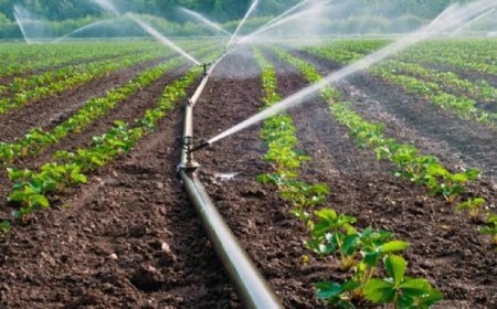 TÜİK’TEN BİTKİSEL ÜRETİMDE SINIRLI ARTIŞ BEKLENTİSİ