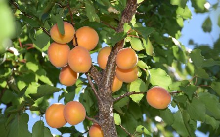 MALATYA’DA KAYISI KURUYOR, SU YOK SU!