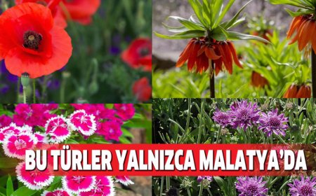 BU TÜRLER YALNIZCA MALATYA’DA