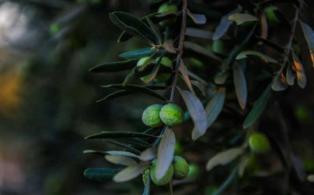 Tüm zamanların rekoru: Zeytinyağı rafa 3 katı fiyatla çıktı