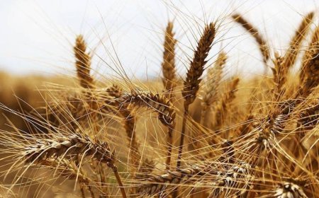 BUĞDAY FİYATLARI 5 AYIN ZİRVESİNİ GÖRDÜ