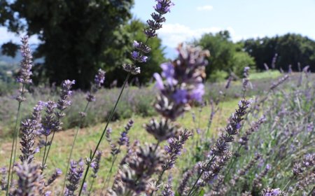 İZMİTLİLER, 27 TEMMUZ’DA KARAABDÜLBAKİ’DE 2. LAVANTA ŞENLİĞİ’NDE BULUŞACAK