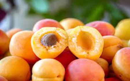 DÜNYA MALATYA KAYISISININ PEŞİNDE