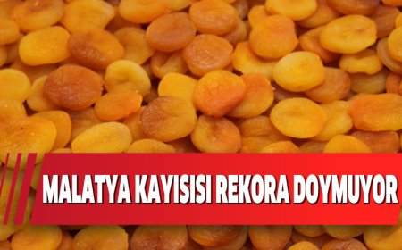 MALATYA KAYISISI REKORA DOYMUYOR