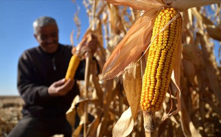 Mısır üreticisi yeni fiyat bekliyor