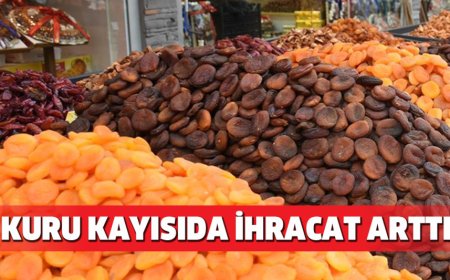 Kuru Kayısıda İhracat Arttı