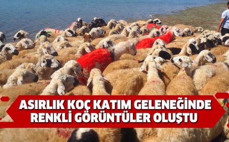Asırlık Koç Katım Geleneğinde Renkli Görüntüler Oluştu