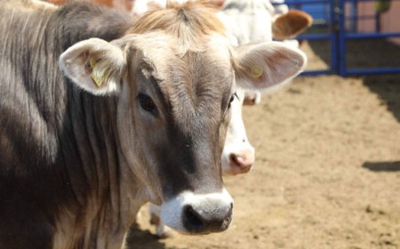 Tarım ve hayvancılıkta alarm