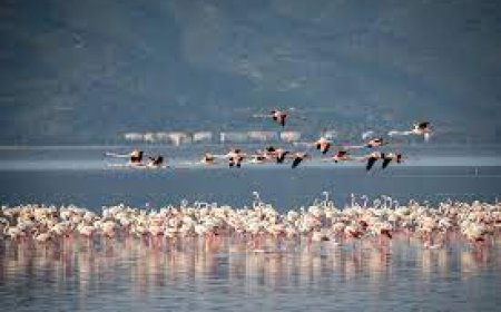 Yüzülebilir Körfez hedefine adım adım!