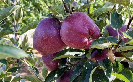 Üretici üretemiyor, tüketici tüketemiyor! Tarlada 5, markette 30 lira!