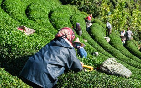 Çay üreticilerine destek ödemesi yarın yapılacak