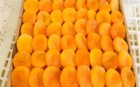 Malatya’da altın mesaisi sürüyor!