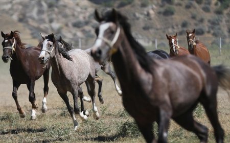 Safkan Arap Koşu Tayları Satılacak Tay Satışı Elektronik Ortamda Yapılacak