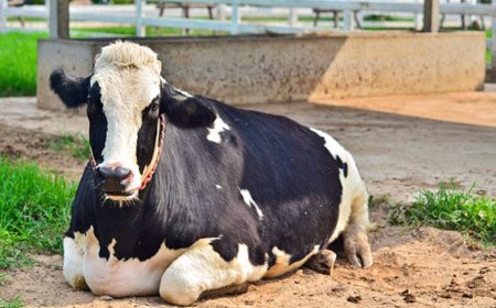 İthalatta sınır tanımadılar