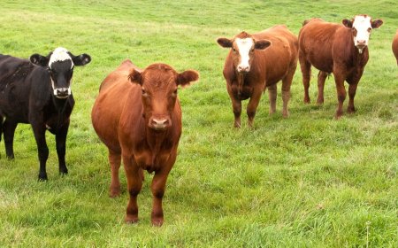 Malatya rekor kırdı!