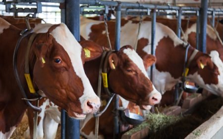 Malatya’da 8 bin 800 baş dağıtıldı!