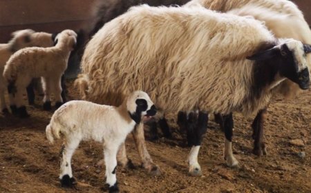 Malatya, bayrama hazır!