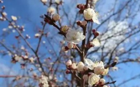 Malatya'da Şubat Ayı Şaşırtmaya Devam Ediyor!