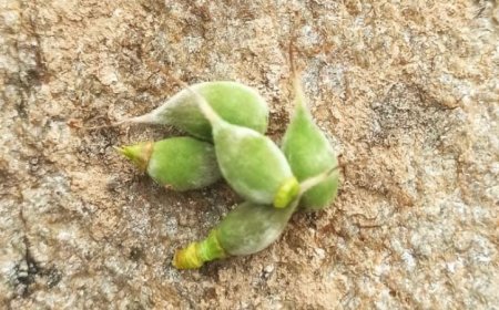 İşte Malatya’nın ilk çağlaları!