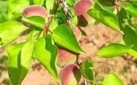 Malatya’nın umudu dalları süslüyor