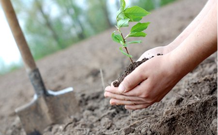 Diyarbakır'da yılda 3 milyon fidan yetiştiriliyor