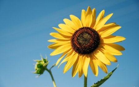 Üretim noktalarından biri de Malatya!