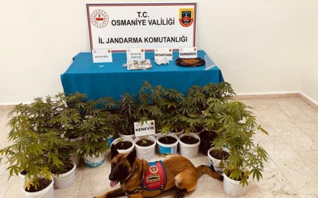 Osmaniye'de Jandarma'dan Uyuşturucu ve Kaçakçılık Operasyonu