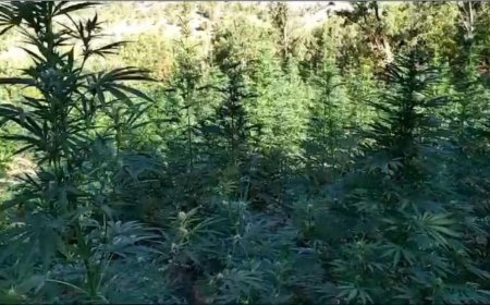 Bingöl'de 42 Bin Kök Kenevir Ele Geçirildi