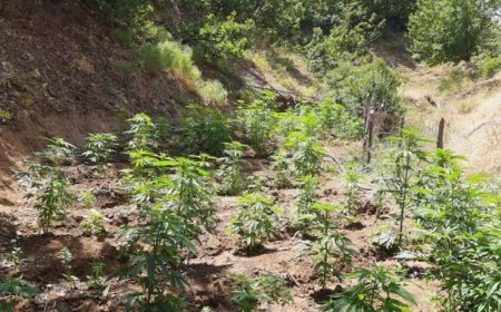 Bingöl’de 2 Bin 200 Kök Kenevir Ele Geçirildi