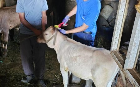 Hakkari'de ekiplerin aşılama ve küpeleme mesaisi