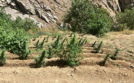 Bingöl Jandarması’ndan Uyuşturucu Operasyonu: 149 Kök Kenevir Ele Geçirildi