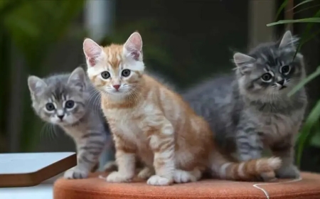 Kediler, Evinizi ve Ailenizi Negatif Enerjilerden Nasıl Korur?