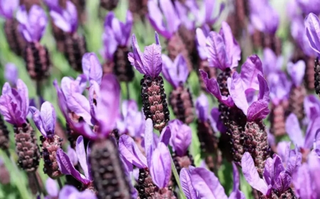 Karabaş Otu Çayı: Şifa Kaynağınız Olacak Faydaları ve Yapılışı