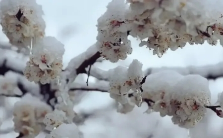 Malatya'da Zirai Don Tehlikesi! Çiftçiler Uyarıldı