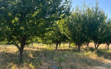 Malatya’da Don Felaketi Sonrası Büyük Destek Ücretsiz Fidan Dağıtımı Başladı