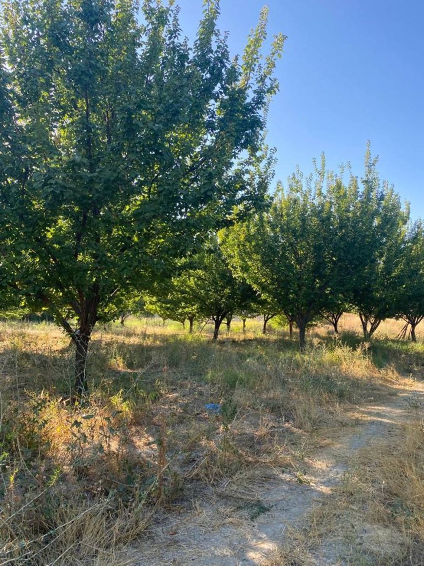 Malatya’da Don Felaketi Sonrası Büyük Destek Ücretsiz Fidan Dağıtımı Başladı